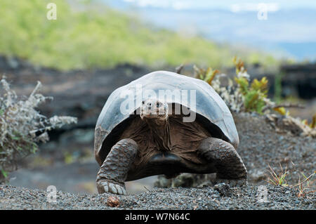 Vulcano Wolf La tartaruga gigante (Chelonoidis nigra becki) ritratto, Isabela Island, Galapagos Foto Stock