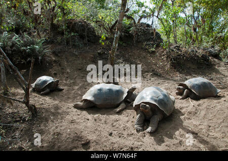 Vulcano Wolf La tartaruga gigante (Chelonoidis nigra becki) gruppo di riposo, Isabela Island, Galapagos Foto Stock