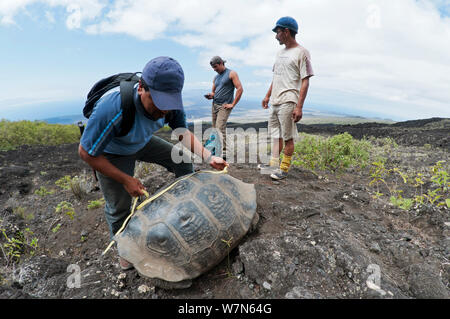 Vulcano Wolf La tartaruga gigante (Chelonoidis nigra becki) essendo misurata mediante le Galapagos Team Parco Nazionale, Isabela Island, Galapagos Foto Stock