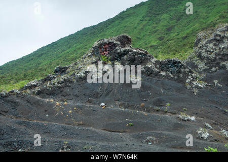 Vulcano Wolf La tartaruga gigante (Chelonoidis nigra becki) passeggiate lungo il fianco del vulcano Wolf, Isabela Island, Galapagos Foto Stock