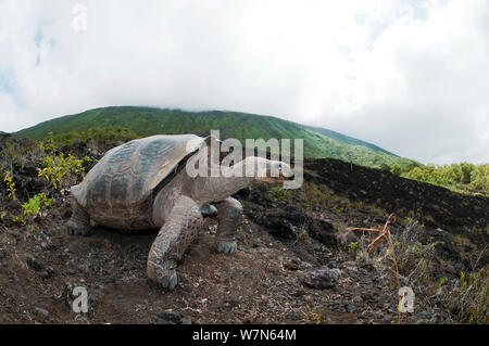 Vulcano Wolf La tartaruga gigante (Chelonoidis nigra becki) in habitat, Isabela Island, Galapagos Foto Stock