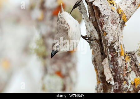 Un picchio finch (Camarhynchus pallidus) con becco scuro che mostra condizioni di allevamento. Academy Bay, Isola di Santa Cruz, Isole Galapagos, Ecuador, Dicembre. Foto Stock