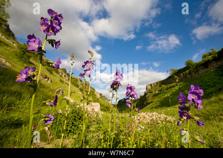 La scala di Giacobbe (Polemonium caeruleum) fioritura. Lathkill Dale NNR, Parco Nazionale di Peak District, UK, Giugno. Foto Stock