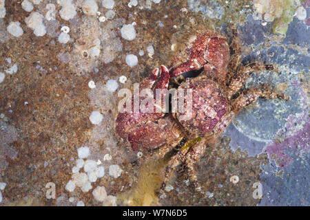 Ampio artigliato granchio porcellana (Porcellana platycheles) sulla roccia. Isola di Skye, Ebridi Interne, Scozia, Marzo. Foto Stock