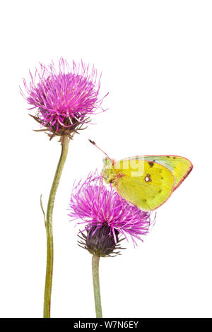 Mountain offuscato Giallo farfalla (Colias phicomone) su Thistle tuberosa (Cirsium tuberosum), contro uno sfondo bianco. Nordtirol, Tirol, Austian Alpi, Austria, Agosto. Foto Stock