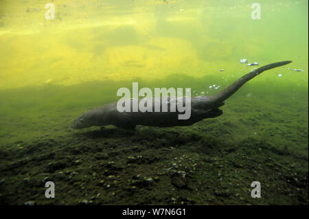 Unione Lontra di fiume (Lutra lutra) nuoto subacqueo, captive, Alsazia, Francia Foto Stock