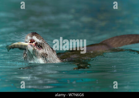 Unione Lontra di fiume (Lutra lutra) mangiando un pesce, captive, Alsazia, Francia Foto Stock