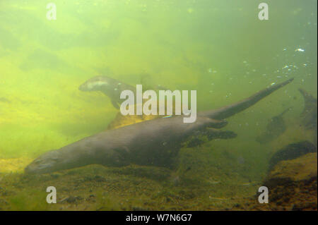 Unione Lontra di fiume (Lutra lutra) nuoto subacqueo, captive, Alsazia, Francia Foto Stock