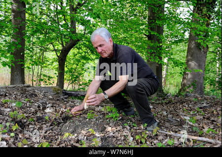 Man Picking comune fungo morel (Morchella esculenta) nella foresta, Alsazia, Francia, Modello rilasciato, Aprile 2012 Foto Stock