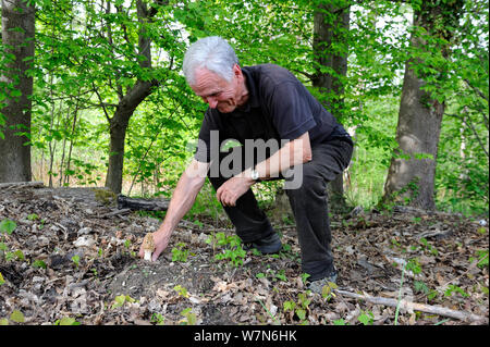 Man Picking comune (morel Morchella esculenta)fungo nella foresta, Alsazia, Francia, Modello rilasciato, Aprile 2012 Foto Stock