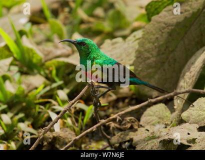 Bella sunbird (Cinnyris pulchella) maschio, Parco Nazionale di Tarangire e, Tanzania Foto Stock