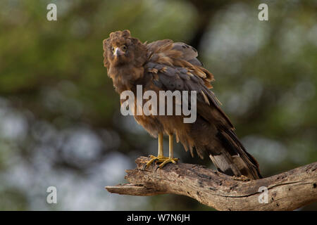 African harrier hawk (Polyboroides typus), noto come Gymnogene in Africa australe, immaturi uccello appollaiato su un ramo, Lake Manyara National Park, Tanzania Foto Stock