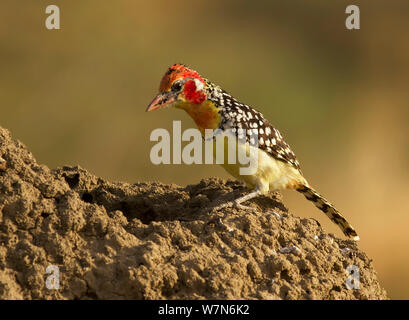 Rosso e giallo (barbet Trachyphonus erythrocephalus) circa di tuffarsi in un foro scavato in un tumulo termite cerca di insetti, Parco Nazionale di Tarangire e, Tanzania Foto Stock