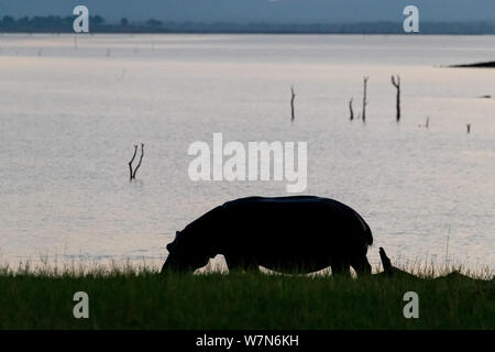 Silhouette di un ippopotamo di fronte all'acqua Foto Stock