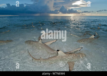 Scogliere Blacktip shark (Carcharhinus melanopterus) nuotare in acque poco profonde al crepuscolo, Aldabra Atoll, Seychelles, Oceano Indiano Foto Stock