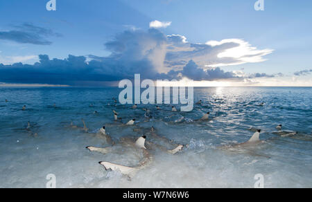 Scogliere Blacktip shark (Carcharhinus melanopterus) nuotare in acque poco profonde al crepuscolo, Aldabra Atoll, Seychelles, Oceano Indiano Foto Stock