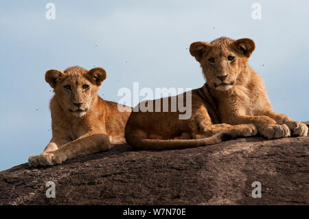 Leone africano (Panthero leo) cubs poggiante sulla roccia, Kidepo National Park, Uganda, Africa orientale Foto Stock
