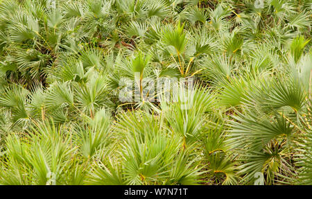 Doum palme (Hyphaene compressa) fiume Tana Delta, Kenya, Africa orientale Foto Stock