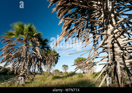 Doum palm (Hyphaene compressa) cresce in fiume Tana delta, Kenya, Africa orientale Foto Stock