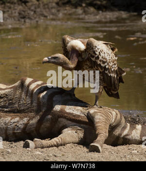 Ruppell il grifone (Gyps rueppellii) sulle pianure Zebra (Equus quagga) Carcassa, visualizzando la posizione dominante Comportamento, Serengeti, Tanzania. Foto Stock