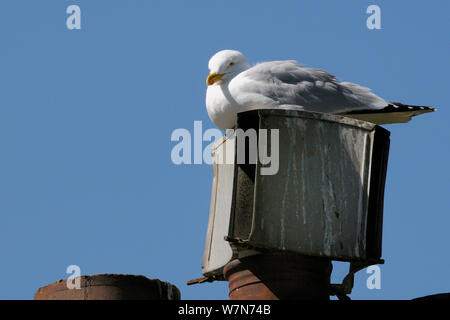 Aringa gabbiano (Larus argentatus) sulla nidificazione chimneypot, Looe, Cornwall, Regno Unito, Giugno. Foto Stock