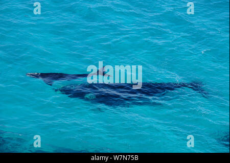 Balena Franca Australe (Eubaleana australis) madre e i giovani vitelli. Fitzgerald National Park, Australia occidentale, Australia. Foto Stock