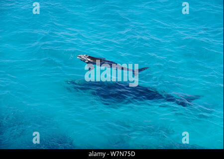 Balena Franca Australe (Eubaleana australis) madre e i giovani vitelli, Fitzgerald National Park, Australia occidentale Foto Stock