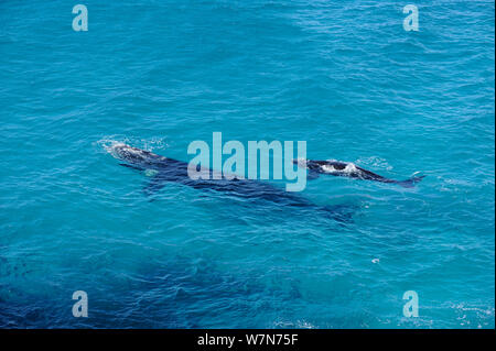 Balena Franca Australe (Eubaleana australis) madre e i giovani vitelli, Fitzgerald National Park, Australia occidentale Foto Stock