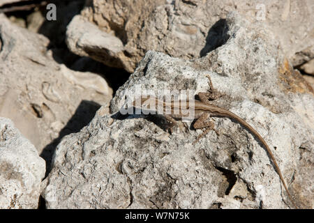 Anole marrone (Anolis sagrei) femmina sulla roccia. Specie introdotto Everglades National Park, Sud della Florida, Stati Uniti d'America, può Foto Stock