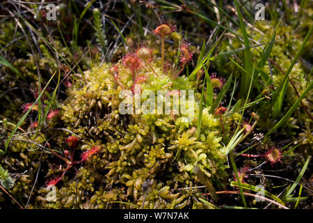 Sundew comune (drosera rotundifolia) pianta carnivora rotonde con foglie pelose crescendo in MOSS (Sphagnum cuspidatum) Cefn Bryn, Gower, Wales, Regno Unito, Giugno Foto Stock