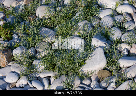 Orache Atriplex (sp) crescente tra i granelli su una tempesta sulla spiaggia di ciottoli, Pwll Du Gower, Wales, Regno Unito, Giugno Foto Stock