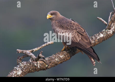 Giallo fatturati Kite (Milvus migrans aegyptius / parasiticus) arroccato. Umfolozi National Park, KwaZulu-Natal, Sud Africa, Ottobre. Foto Stock