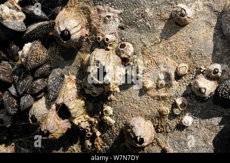 Acorn barnacles (Balanus perforatus) morti viventi e attaccata a rocce accanto a comuni di Mitili (Mytilus edulis) con masse di molto giovane cirripedi e recentemente risolta cyprid larve nel processo di calcifying su roccia e su le cozze e barnacle gusci. Rhossili, La Penisola di Gower, UK, Luglio. Foto Stock