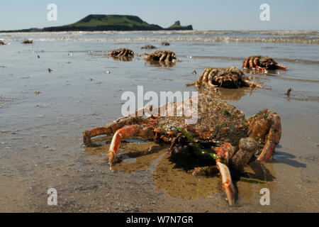 Moulted crarapaces e gambe di comune granseole / alle grancevole (Maja brachydactyla / Maja squinado) e moulted carapaces lavato fino a Rhossili Bay, con la vite senza fine la testa in background, la Penisola di Gower, UK, Luglio. Foto Stock