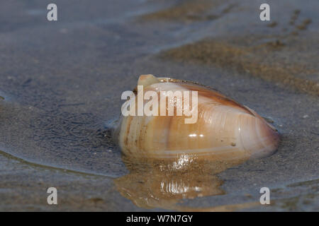 Radiati trogolo shell (Mactra stultorum), parzialmente sepolto nella sabbia con sifoni visibile esposta su una molla a bassa marea. Rhossili, La Penisola di Gower, Wales, Regno Unito, Luglio. Foto Stock