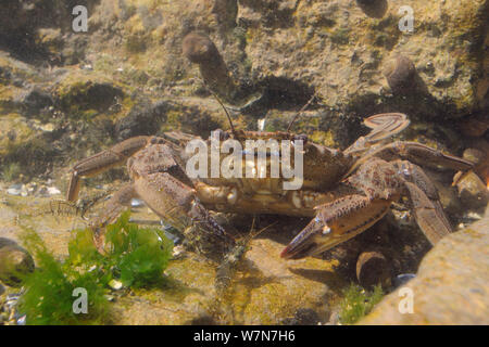 Piscina di velluto granchio (Necora / Liocarcinus puber) e comuni di gamberi (Palaemon serratus) in un rockpool. Rhossili, La Penisola di Gower, UK, Luglio. Foto Stock