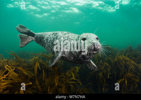 Femmina guarnizione grigio (Halichoerus grypus) capretti nuoto su kelp, off farne Islands, Northumberland, England, Regno Unito, Luglio Foto Stock