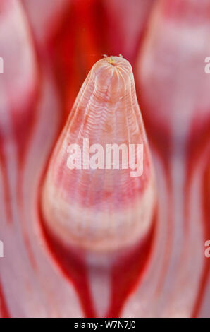 Dettaglio del tentacolo di un anemone Dahlia (Urticina felina), Loch Carron, Ross and Cromarty, Scozia, Aprile Foto Stock