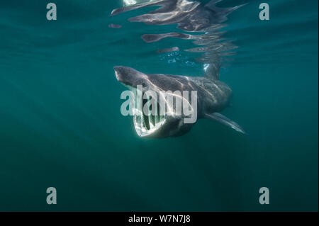 Lo squalo elefante (Cetorhinus maximus) di alimentazione in corrispondenza della superficie di plancton, Cairns di coll, Ebridi Interne, Scozia, Giugno. Foto Stock