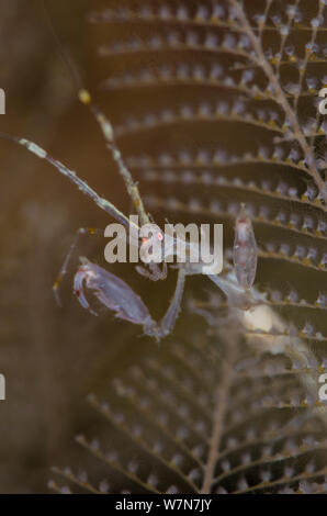 Femmina gamberi fantasma (Caprella linearis) tra i rami della sensazione puntoria hydroids (Aglaophenia cupressina), Loch Carron, Ross and Cromarty, Scozia, Aprile Foto Stock