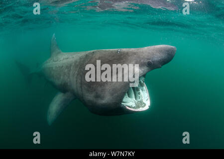 Lo squalo elefante (Cetorhinus maximus) di alimentazione in corrispondenza della superficie di plancton, Cairns di coll, Ebridi Interne, Scozia, Giugno Foto Stock