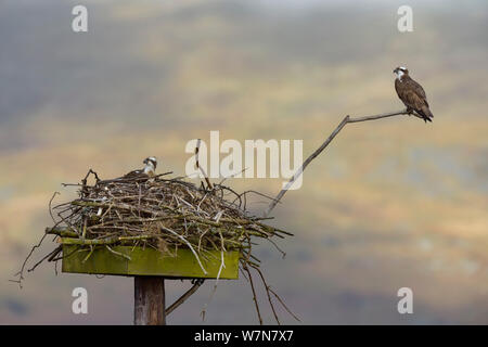 Falco pescatore (Pandion haliaetus) maschio e femmina (Nora e Monty) sul nido. Dyfi Estuary, Wales, Regno Unito, Aprile. Prese con un piano di lavoro 1 licenza dalla Campagna del Consiglio del Galles. Foto Stock