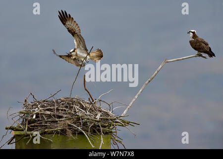 Falco pescatore (Pandion haliaetus) maschio (Monty) portare bastoni per il nido. Dyfi Estuary, Wales, Regno Unito, Aprile. Prese con un piano di lavoro 1 licenza dalla Campagna del Consiglio del Galles. Foto Stock