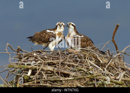 Falco pescatore (Pandion haliaetus) maschio e femmina (Nora e Monty) sul nido. Dyfi Estuary, Wales, Regno Unito, Aprile. Prese con un piano di lavoro 1 licenza dalla Campagna del Consiglio del Galles. Foto Stock