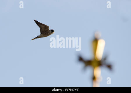 Il novellame di falco pellegrino (Falco peregrinus) in volo. Il centro di Londra, settembre. Foto Stock