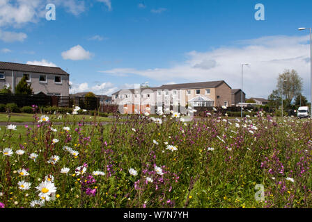 Orlo di fiori selvaggi con occhio di bue margherite (Leucanthemum vulgare), Cumbernauld, North Lanarkshire, Scozia, Giugno. 2020Vision Book piastra. Foto Stock