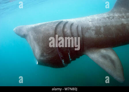 Lo squalo elefante (Cetorhinus maximus) alimentazione, Cornwall, Inghilterra, Regno Unito, Giugno Foto Stock