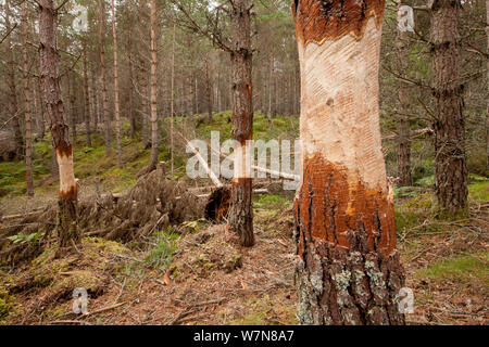 L'anello abbaiato pino come parte della gestione orogramme a piedi in legno morto nel bosco di piantagione, RSPB Abernethy riserva forestale, Cairngorms National Park, Scozia, Settembre 2011 Foto Stock