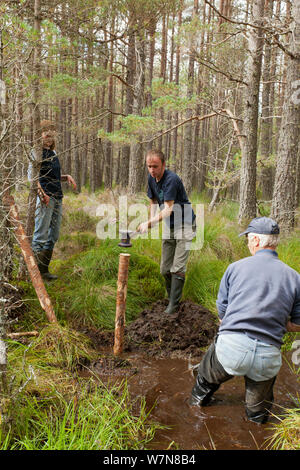 RSPB personale e ai volontari la costruzione di una diga naturale per creare spazio di bosco umido, RSPB Abernethy riserva forestale, Cairngorms National Park, Scozia, settembre 2011, modello rilasciato Foto Stock
