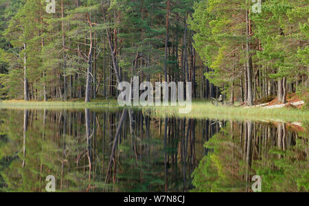 Bosco di Pino riflesso in Loch Garten, Abernethy Riserva Naturale Nazionale, Cairngorms National Park, Scotland, Regno Unito, ottobre 2011 Foto Stock